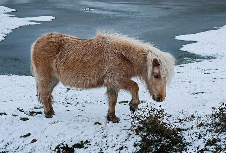 Winter Shetland Pony, Janesmoor Pond